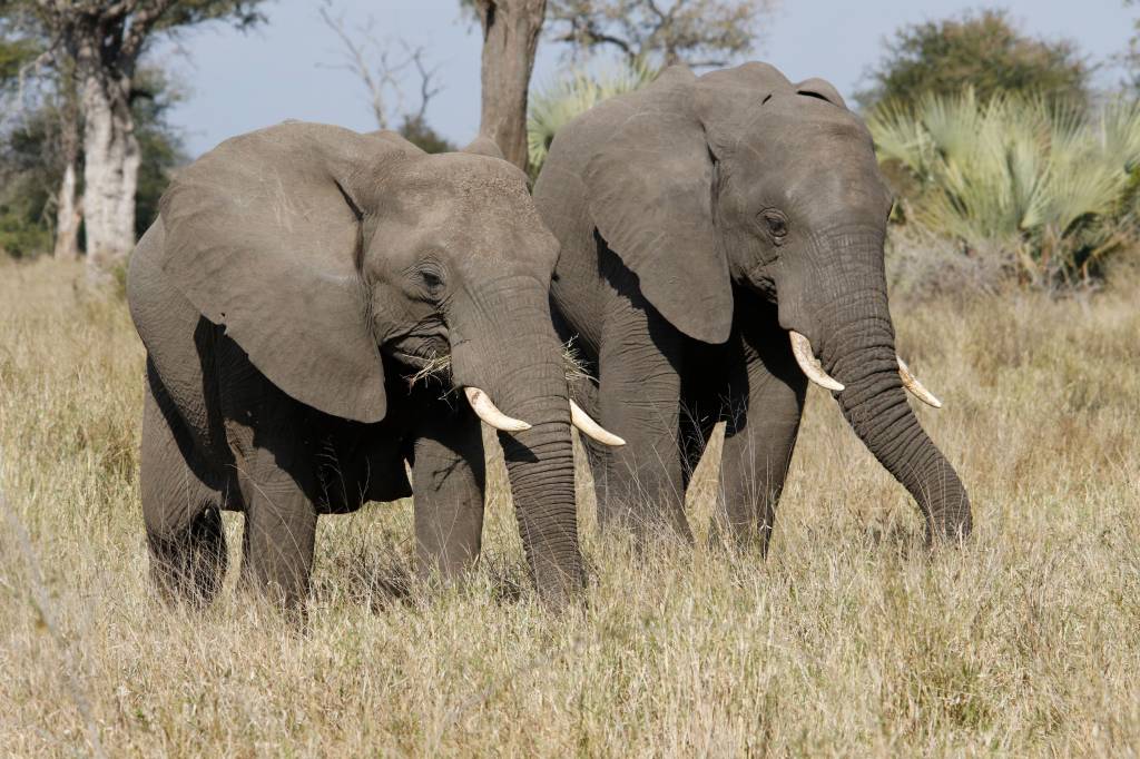 Voyage au botswana en famille : les plus belles expériences à vivre ensemble
