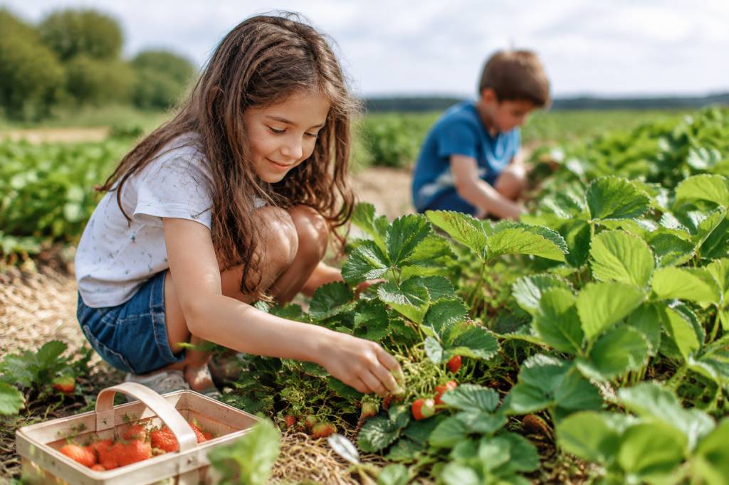 Cueillette en ile de France : où ramasser des fruits et légumes en famille ?
